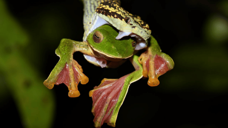 ‘To live is to kill’ — a Malabar pit viper and gliding frog affirm nature’s basic law