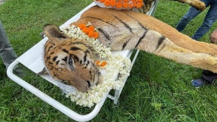 Royal Bengal tiger Raja died at the South Khairbari Rescue Centre in Alipurduar district early on Monday. | Photo Credit: West Bengal Forest Department