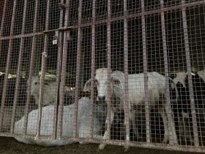 Cows huddled together in one of the cow shelters in Madhwaliya | Shikha Salaria | ThePrint