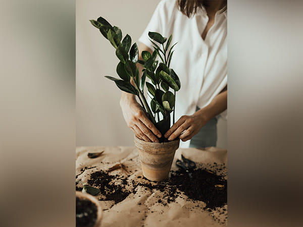 Gardening can promote better mental health: Study