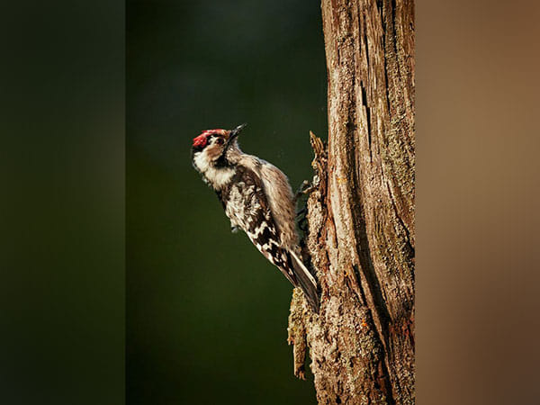 Do you know woodpeckers' heads act more like stiff hammers than safety helmets? Study reveals