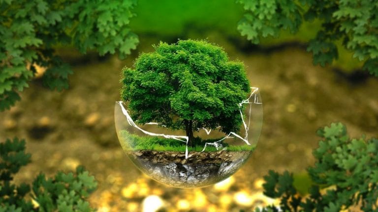 Where’s climate in AI conversations? Biodiversity collapse is missing