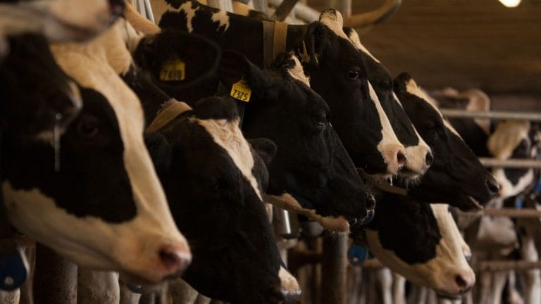 Gluten to dairy—why is everyone having food intolerance? Say thanks to Dr Google