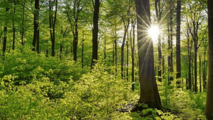 Representative Image (Photo: Twitter/UN Environment Programme)