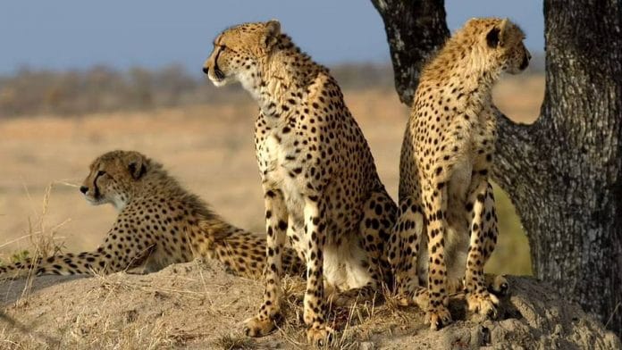 Representational image of African cheetahs | Commons