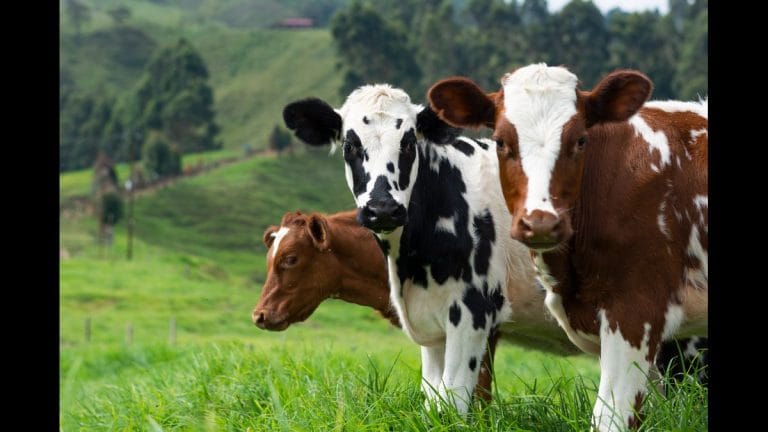Want to boost milk and meat production? Feeding insects to cattle can help
