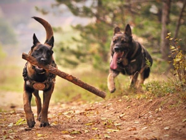 Study: Dog ancestry traces back to two wolf populations