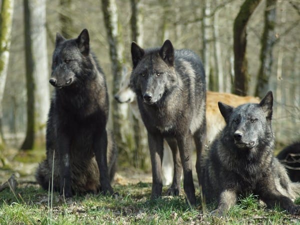 Do you know wolves sleep like dogs? Researcher reveals 