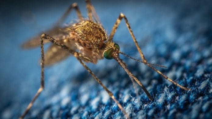Representational image of brown mosquito | Unsplash