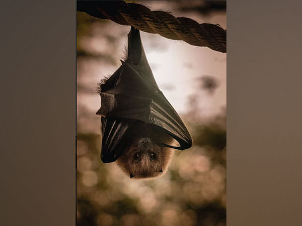 Do you know wild bats can remember sounds for years? Study reveals 