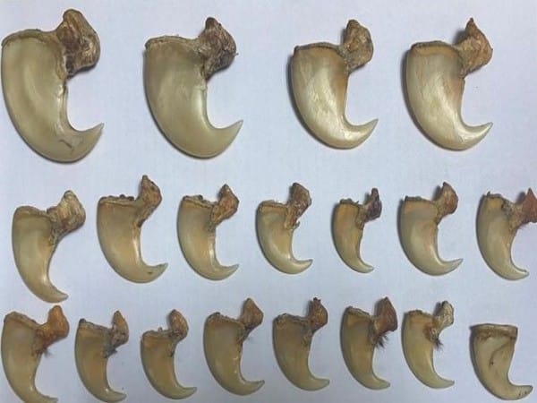 Delhi: CBI busts interstate poaching gang, 3 held