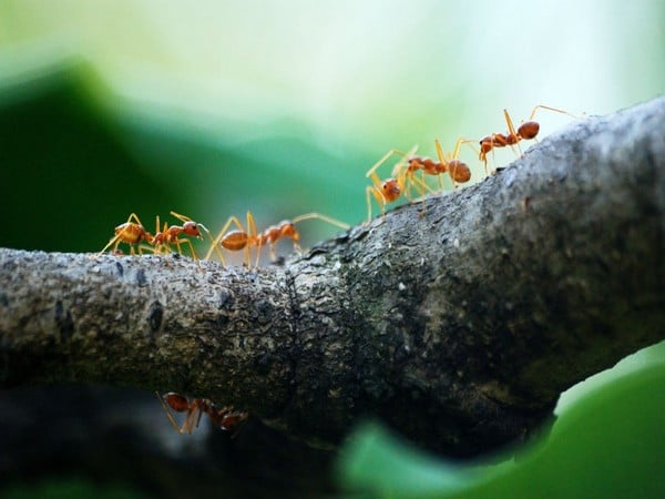 Scientists find important genetic factor behind insect migrations ...