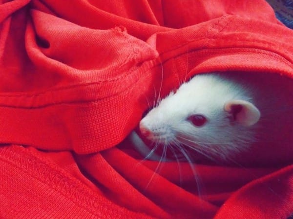 Stress-triggered sleep might help mice to cope with later anxiety: Research