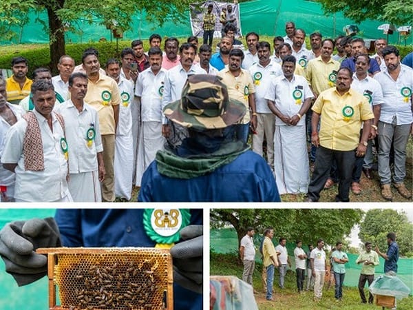 Bring Back Bees project sets up apiary units selling NFT digital tokens