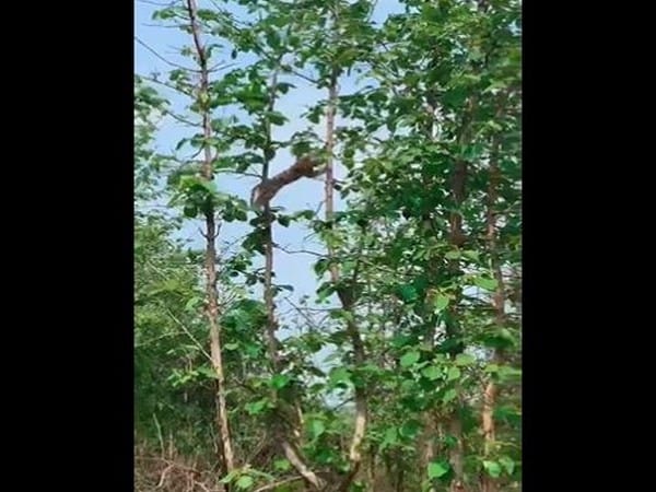 Watch: Video of leopard hunting a baby monkey goes viral