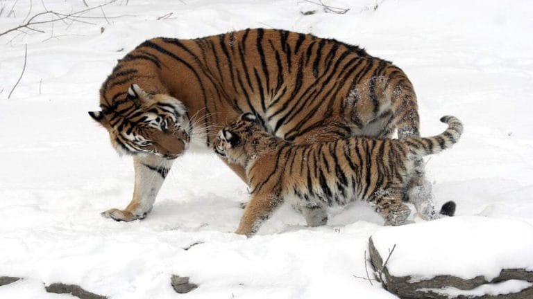 Stable, climbing—global tiger numbers have risen by 40 per cent, but we must aim higher