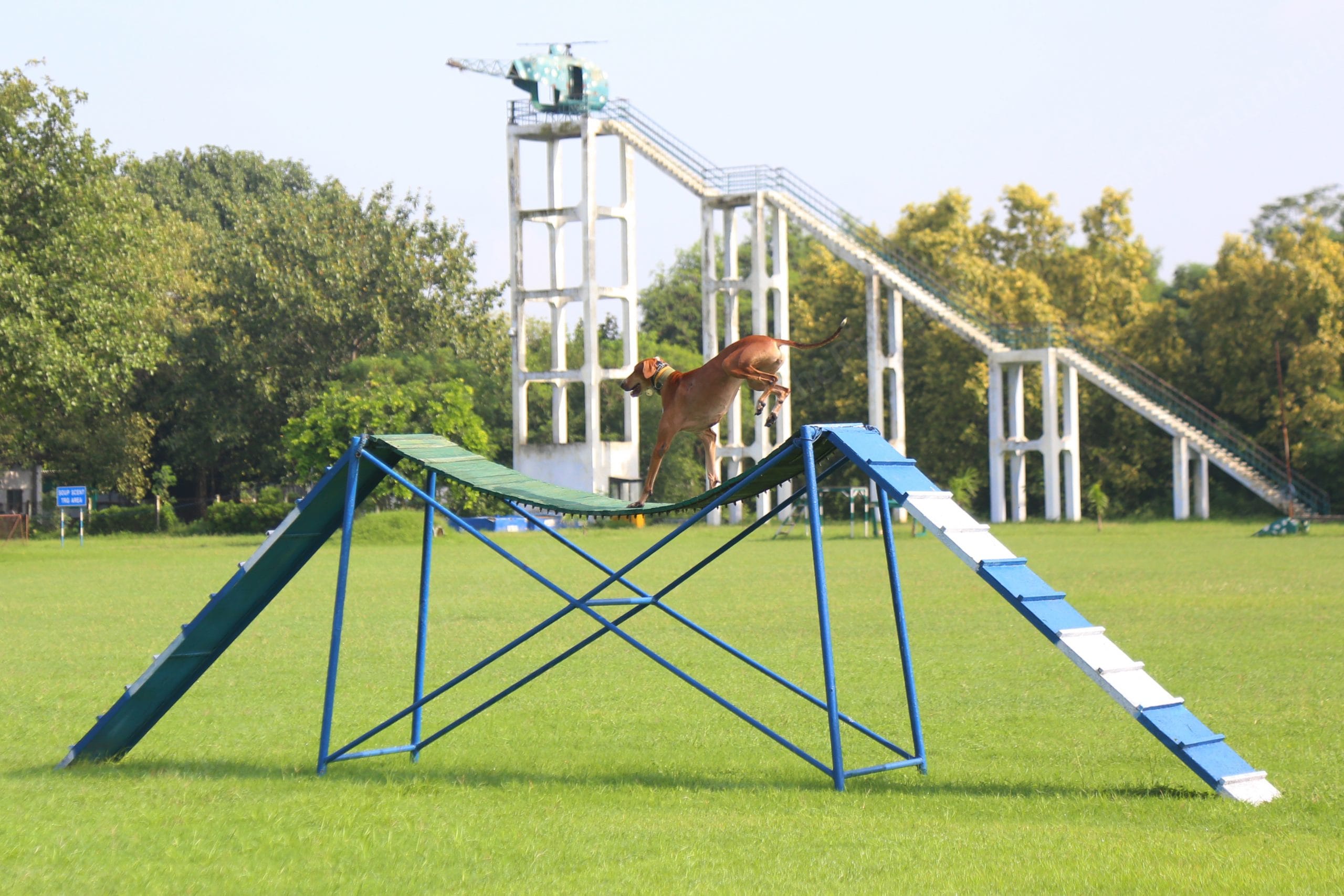 Training at the RVC Centre is exclusive for each breed | Manisha Mondal/ThePrint