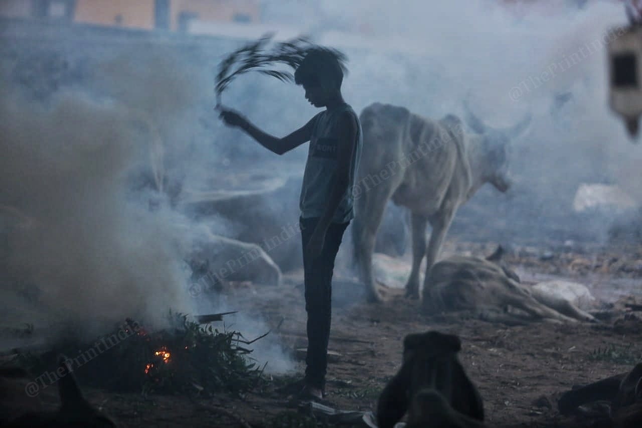 A young boy swats away flies and mosquitoes at a cattle camp | Praveen Jain | ThePrint
