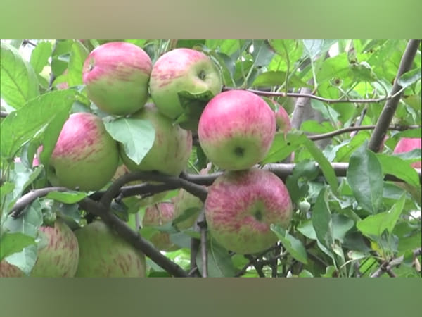 J-K: Apple farmers in Rajouri reap fruits of labour
