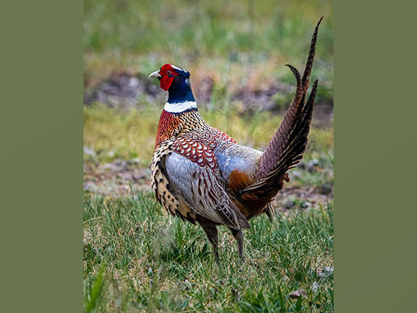 Research: Pheasant meat contains many tiny shards of toxic lead
