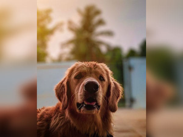 Research reveals dogs cry when they reunite with owners