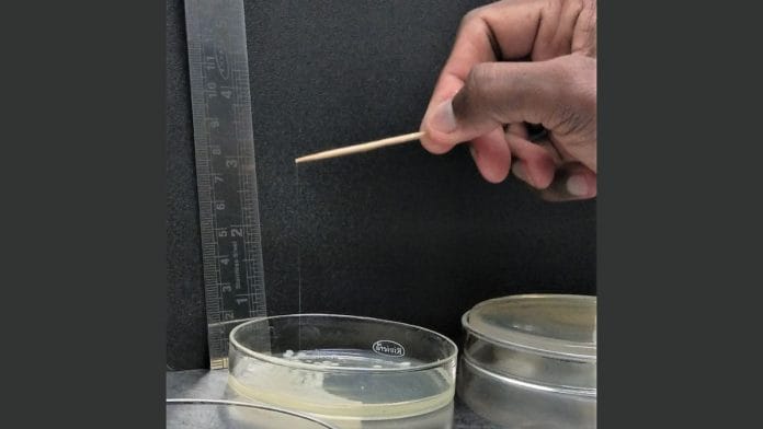 Strain of P34 bacteria | By special arrangement