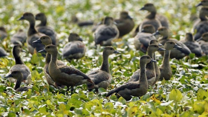 A wetland in Morigaon, Assam | Credit: ANI Photo