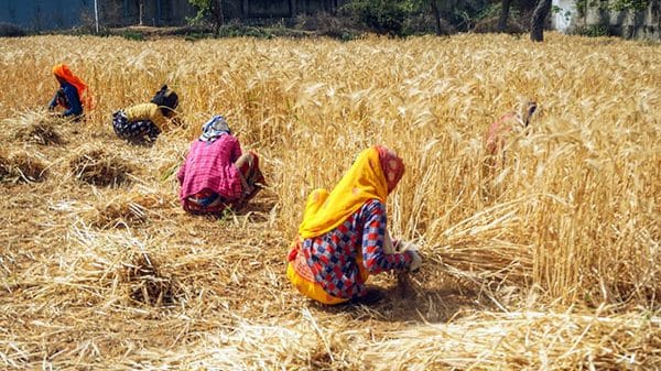 Representative image | Pexels