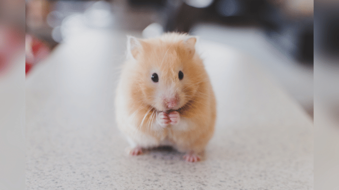 Representational image of animal testing | Unsplash