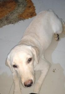 3-month old Labrador Mia abandoned near Vrindavan Yojana Colony in Lucknow | Shikha Salaria | ThePrint