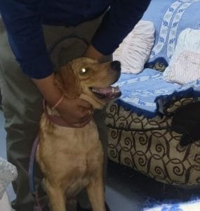 2-year-old Bruce found abandoned in a jungle area in Lucknow’s Indira Nagar | Shikha Salaria | ThePrint