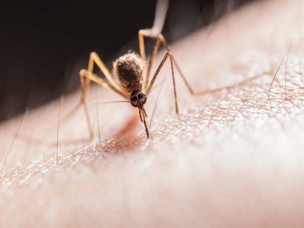 Scientists use mathematical modelling to combat malaria