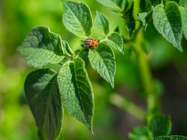 Research finds how an insect-eating plant harnesses rain energy to power its traps