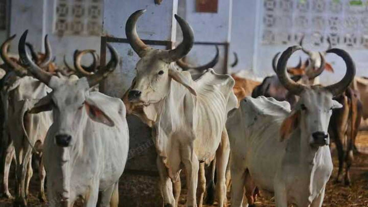 The camp in Bhachau | Photo: Praveen Jain | ThePrint