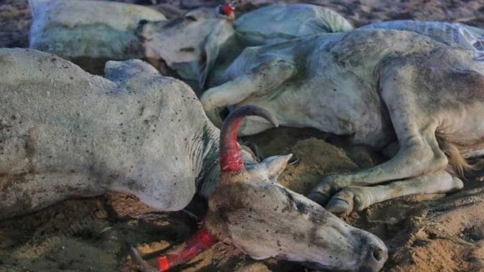 Cows suffering from lumpy skin disease at a camp set up for their care in Gandhidham, Gujarat | Photo: Praveen Jain | ThePrint