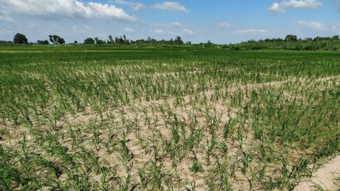 A parched rice field in Hardoi, UP, with stunted crops | Sayantan Bera | ThePrint