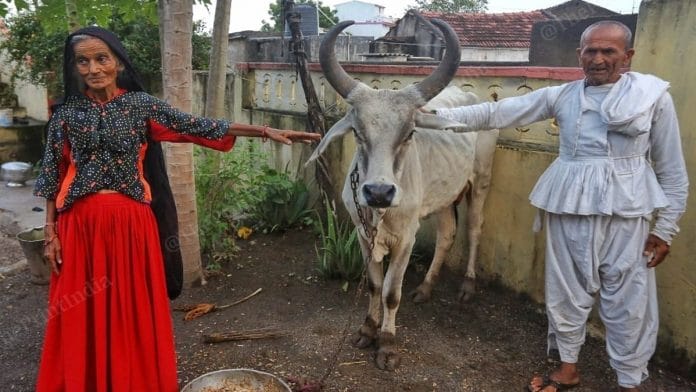 Deveiiben and her husband Dayabhai Jhatia with one of their cows at Nagavaladiya village in Gujarat | Praveen Jain | ThePrint
