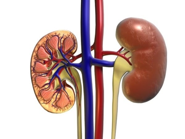 Study finds pediatric kidney transplant patients fare better when organ is from live donor