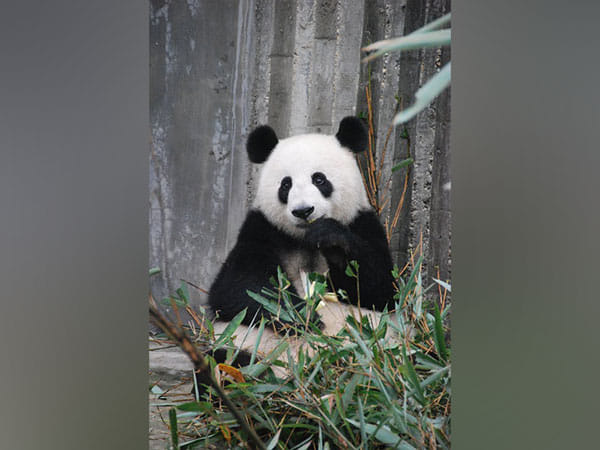 New panda fossils discovered, possibly last of its kind in Europe