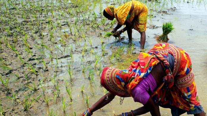Women plant paddy saplings in a field on the outskirts of Bhubaneswar | Representational image | ANI