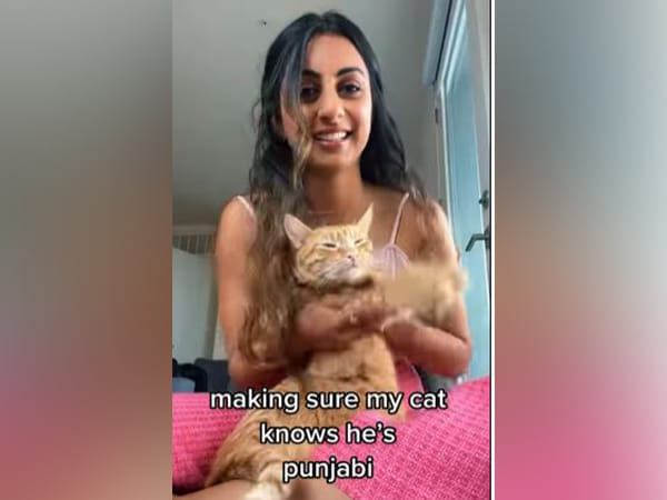 WATCH: Cat grooves to Punjabi music