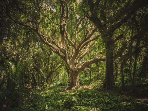 Researchers find tree compound that has potential to kill drug-resistant bacteria