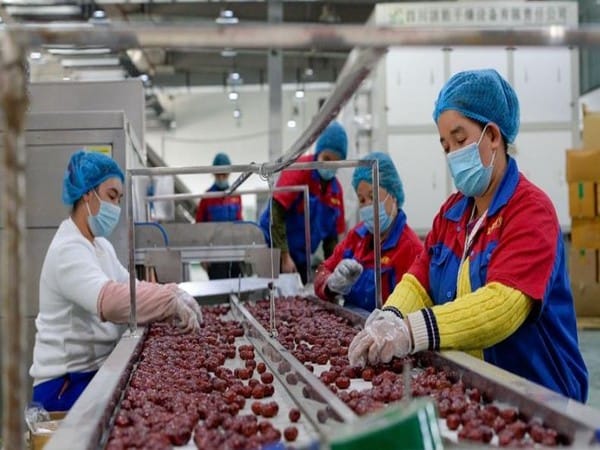 US markets sell over red dates processed in China's Xinjiang; tainted by Uyghur forced labour  
