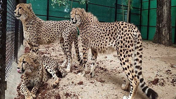 PM Modi to release cheetahs, visit self-help-group-event in Madhya Pradesh on his birthday