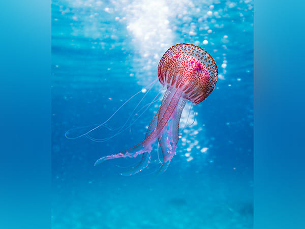 Research: Climate change may impact marine environments badly