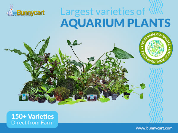 Kerala based aquarium plant farm introduces range of new aquarium plants