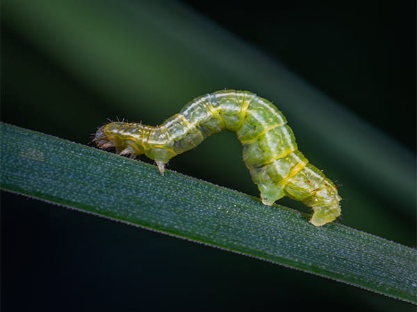 Primordial armored worm Wufengella reveals ancestry of three animal groups: Study