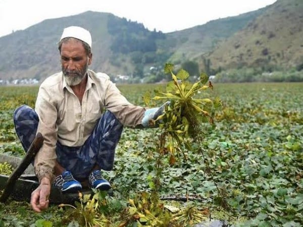J-K: Wular Lake wears festive look with extraction of water chestnuts in full swing