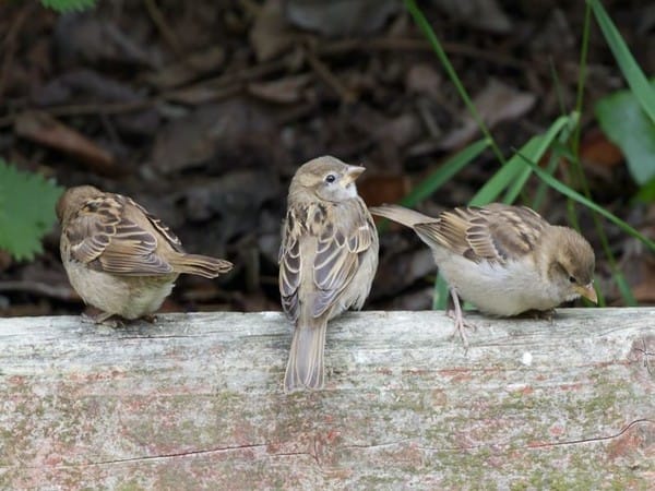 Bird diversity is lower in urban forests: Study