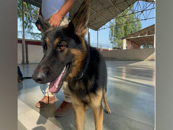 UP: NCPCR seeks response of administration over dog bites to children in Ghaziabad